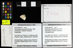 Foto (Objekt + Etiketten) von Galatheites aiola (Robins et al., 2016) 